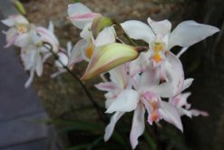 兰花的浇水方法