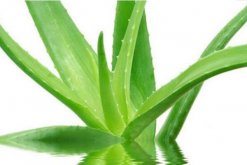 芦荟水培管理方法