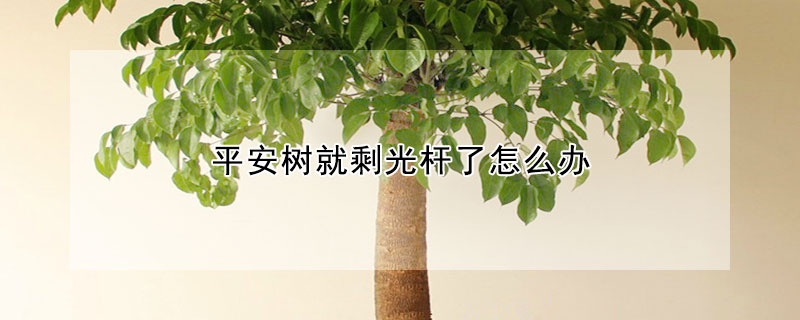 平安树就剩光杆了怎么办
