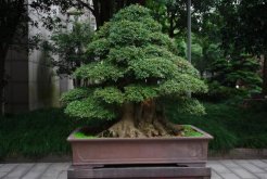 琴叶榕掉叶子怎么回事