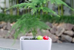 文竹为何会开花