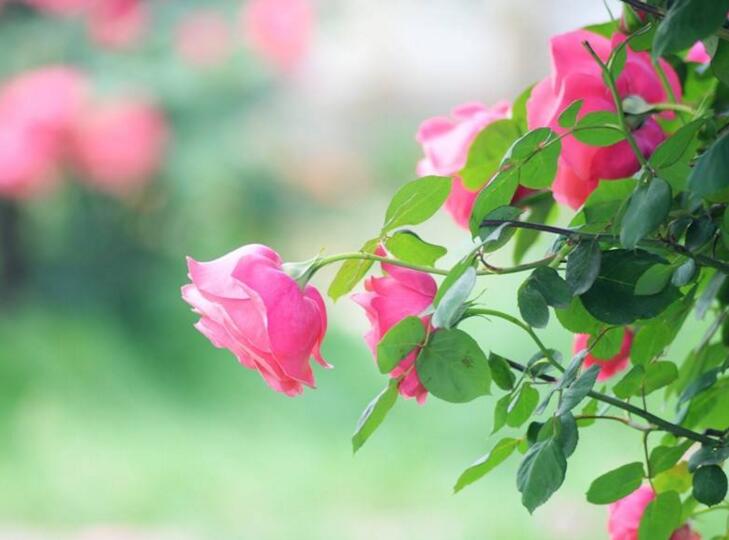 月季花的整形修剪