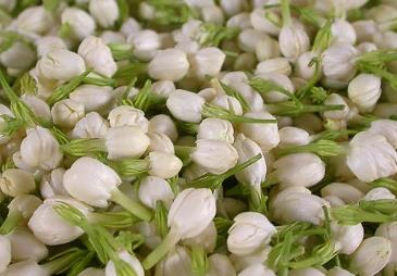 茉莉摘心留几对叶片才好？怎么养护好呢？