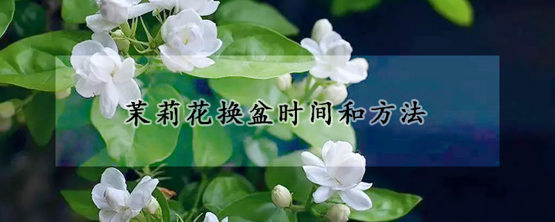 茉莉花换盆时间和方法