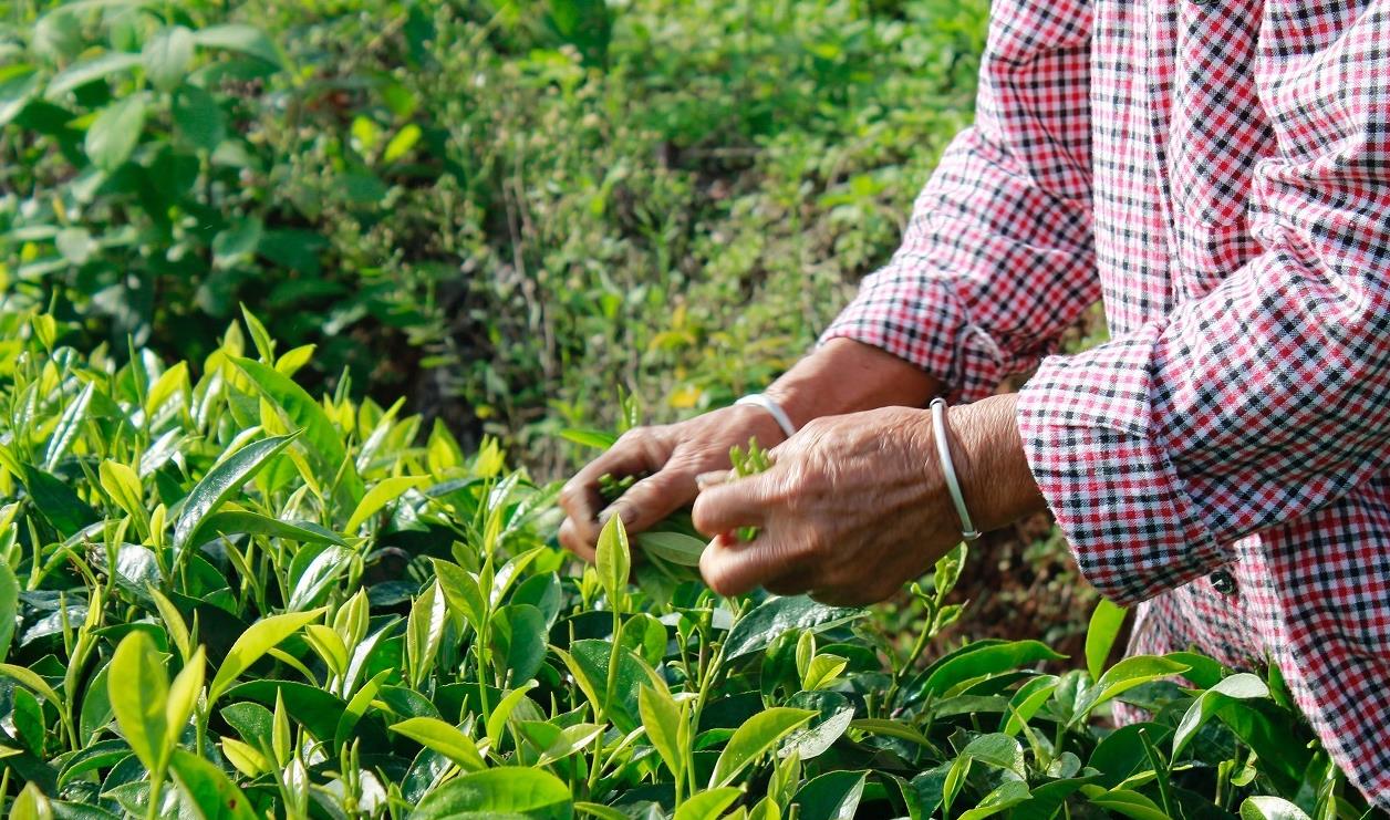 种茶时出现病害虫怎么处理？