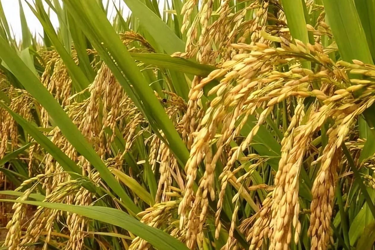 水稻细菌性褐斑病防治措施