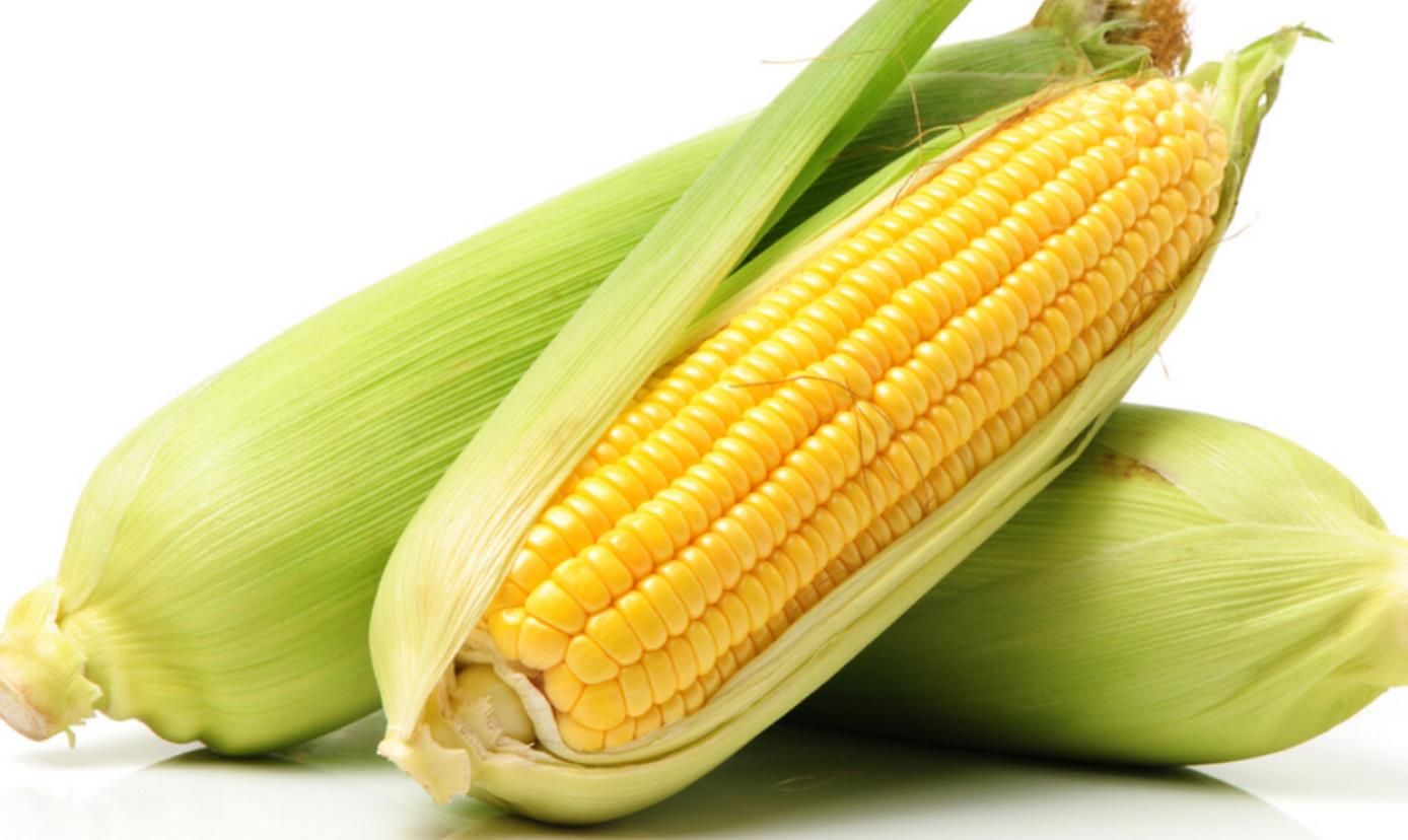 玉米高产的施肥技巧介绍