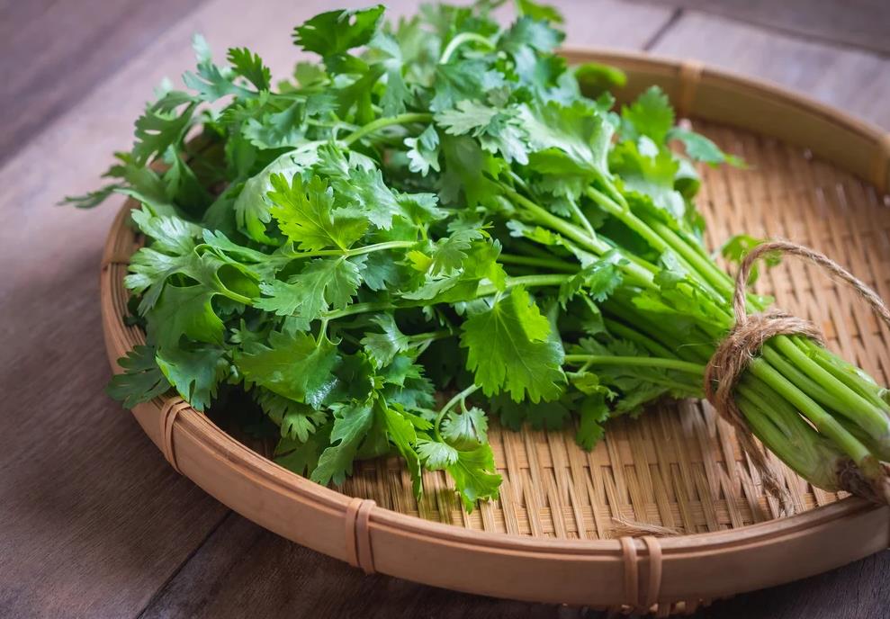 芫荽的最佳播种时间介绍