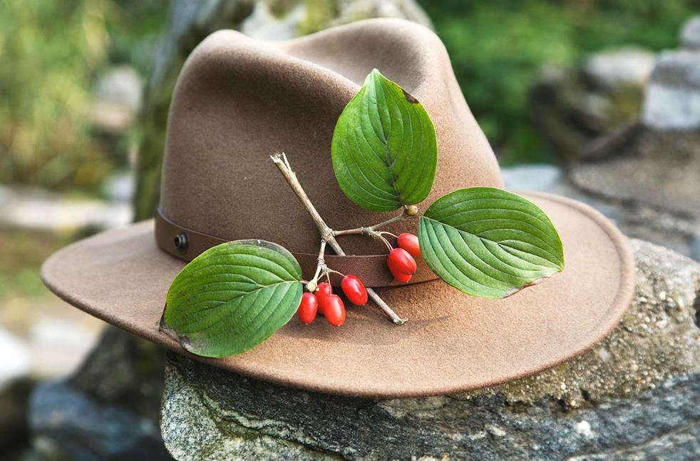 茱萸是什么属性的植物？种类主要有哪些？