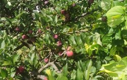 李子有那些品种，施肥方法是什么？