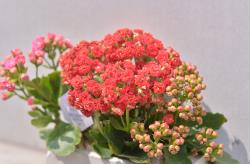 更换长寿花的花盆要怎么做？