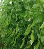甜脆豆、荷兰豆介绍