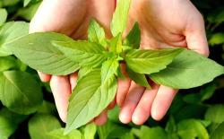 棚室茎用芥菜高产优质栽培技术