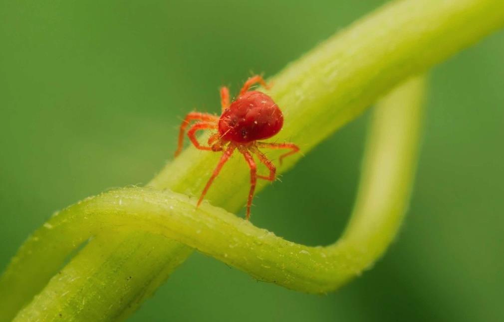 红蜘蛛是什么害虫，如何消除室内花卉的红蜘蛛?