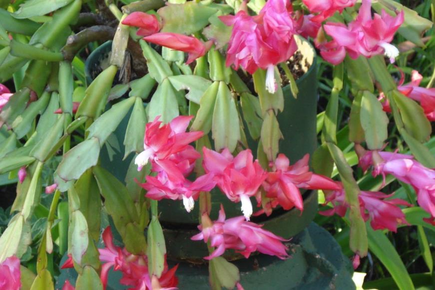 九节兰的花期在什么时候，有什么特点?