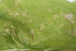 防治大白菜甜菜夜蛾