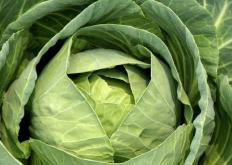 种豆角要防治三种害虫